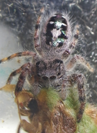 Bold Jumper